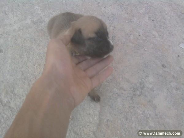 vendre des chienne bit bul