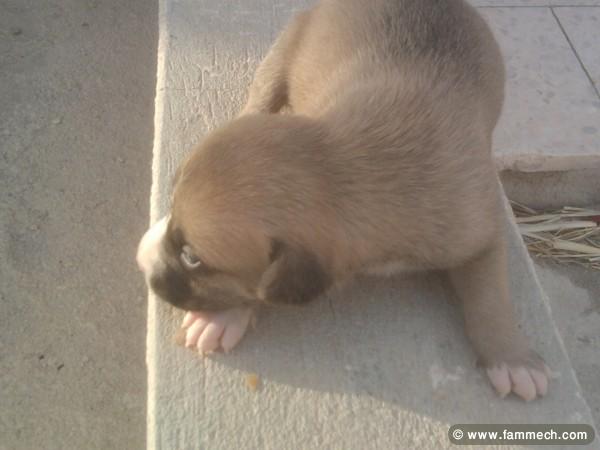vendre des chienne bit bul