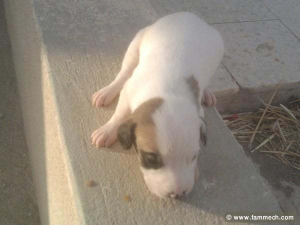 vendre des chienne bit bul