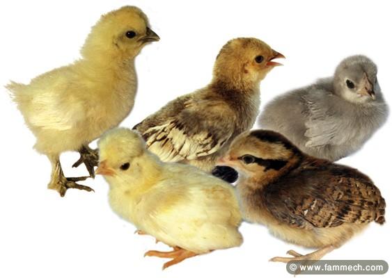 vendre poussins