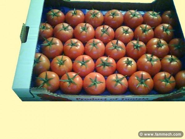 VENTE CARTONS POUR TOMATES FRAICHES