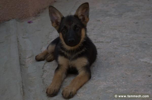 VENTE CHIOTS BERGERS ALLEMANDS PURE RACE 