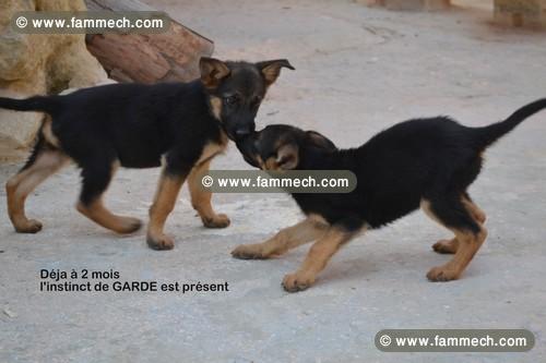VENTE CHIOTS BERGERS ALLEMANDS PURE RACE 