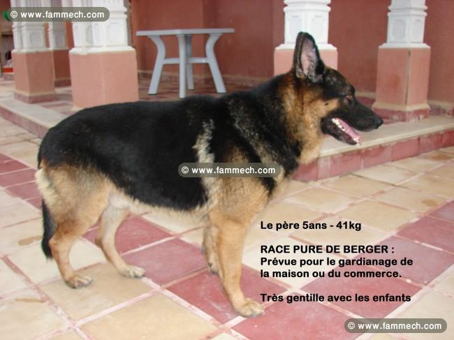 VENTE DE CHIOTS BERGERS ALLEMANDS PURE RACE 