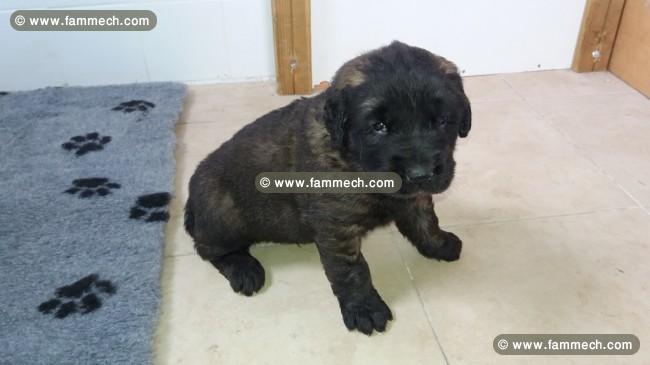 vente de mon chiot 