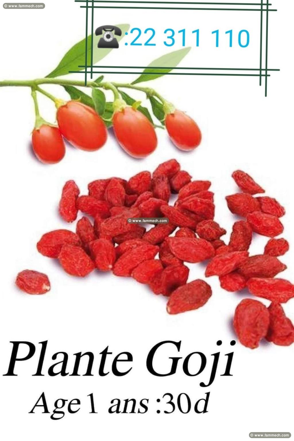 Arbre fruitier baie de Goji - Pépinière en ligne