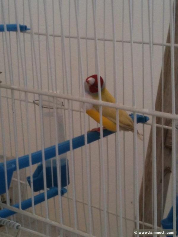 vente des oiseaux exotiques