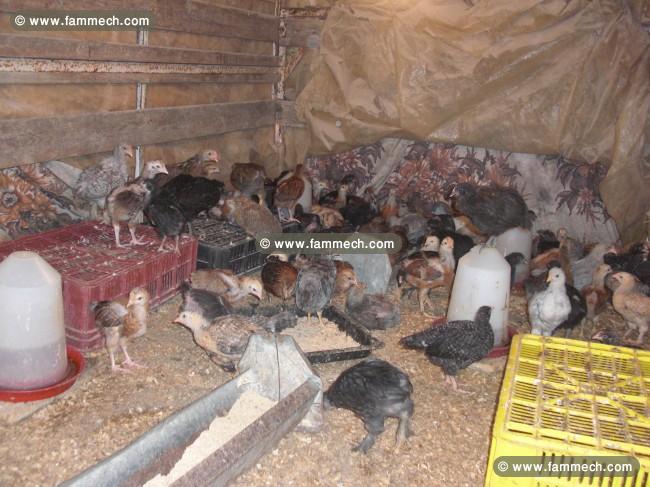 vente des poussins genoise et arbi et brahma chirk
