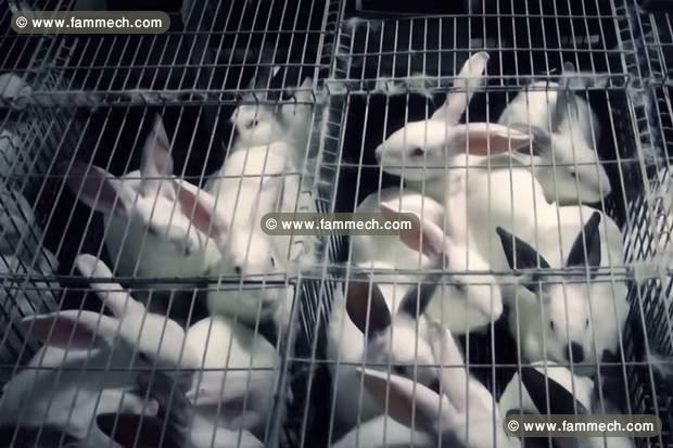 vente lapins par kilo ou en détail