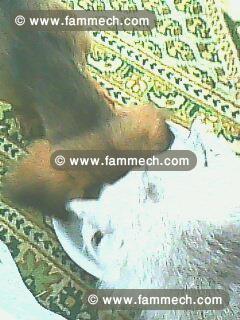 vente superbe chiots teckel poils longs