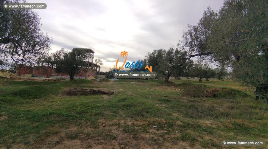 Vente Terrain El Yasmine 