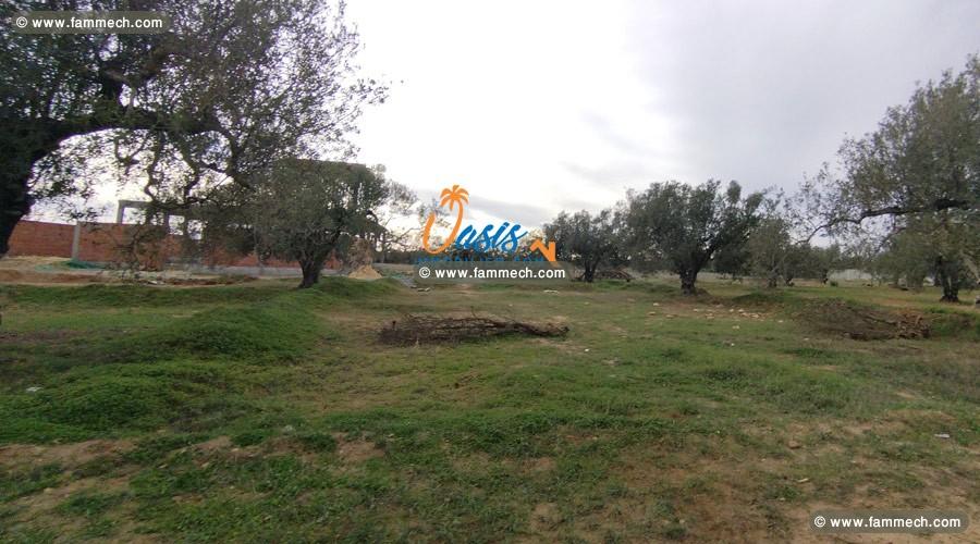 Vente Terrain El Yasmine 