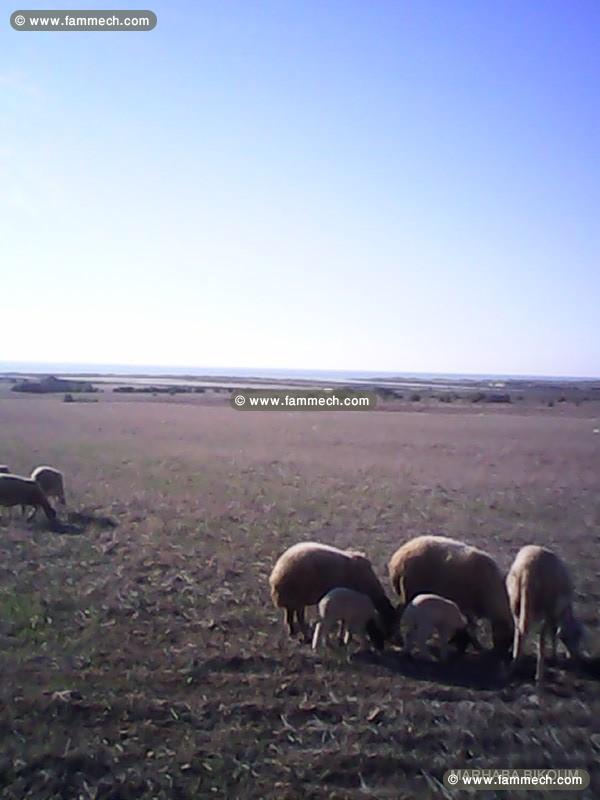 VENTE UN HECTARE AVEC AUTOR BATIR