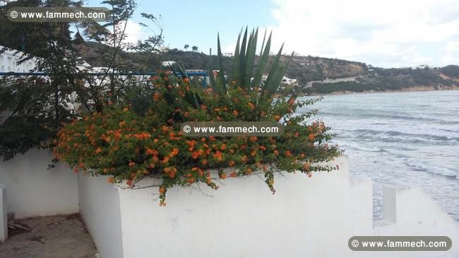 Villa Gammarth pied ds l'eau CS-563482