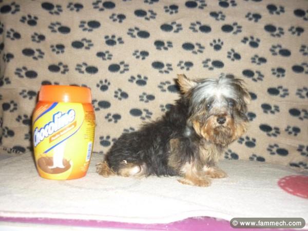YORKSHIRE TEACUP TUNISIE