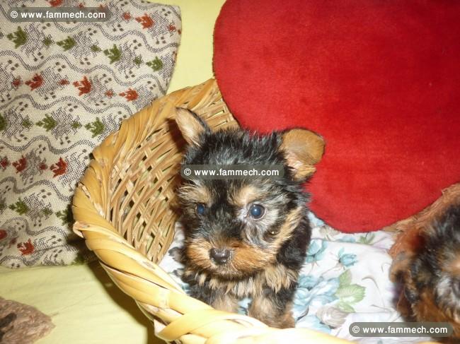 yorkshire toy chiot