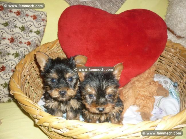 yorkshire toy chiot