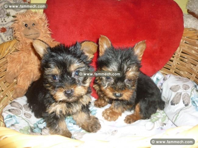 yorkshire toy chiot