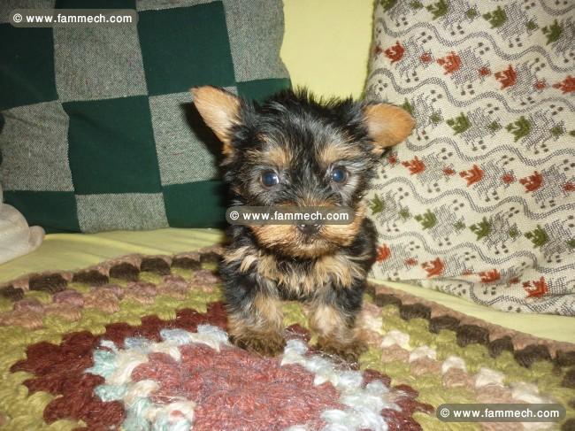 yorkshire toy chiot
