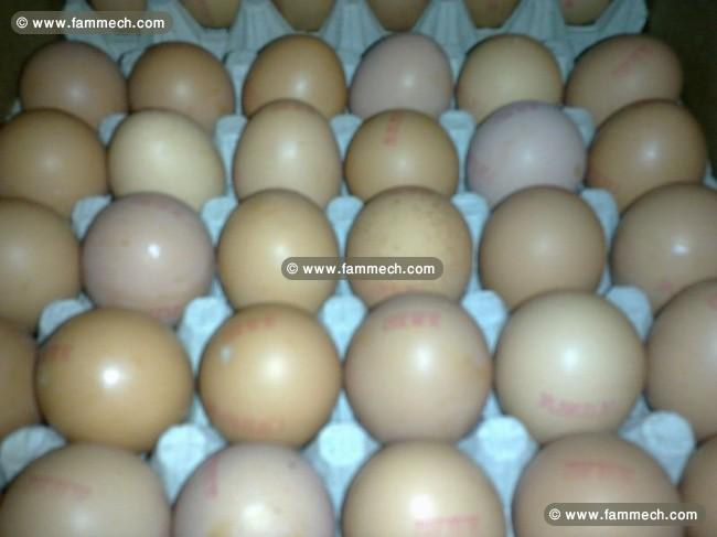بيض المائدة الطازج