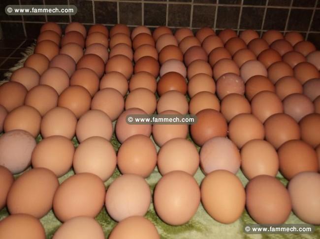 بيض المائدة الطازج