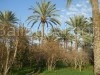 بيع غابة في المطاوة مارث