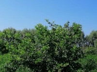  À vendre : Un terrain agricole exceptionnel