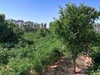  À vendre : Un terrain agricole exceptionnel
