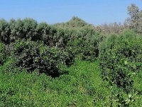  À vendre : Un terrain agricole exceptionnel