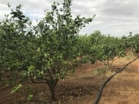  Ferme Beni Khiar (Réf: T838)