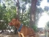  pitbull femelle 1 ans et 3 mois
