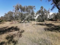  terrain à vendre à Hammamet Nord 51355351