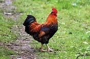 2 coq