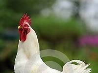 2 coq