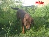 chiens de chasse