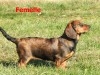 chiens de chasse
