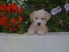 Caniche miniature, agée de 3 mois