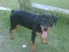 Rottweiler à Vendre 