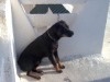 rottweiler à vendre et à bon prix
