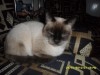 chats siamois 