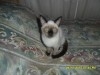 chats siamois 