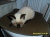 chats siamois 