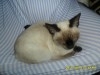 chats siamois 