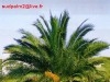 PALMIERS