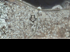 terrain a tawrit houmt souk djerba
