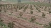 Projet arboricole clés en main