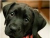 chiots labrador pure race noirs