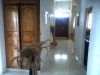 villa de 500 m2 / 170 m2 couvert