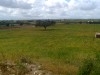 Terrain agricole idéal a tazarka