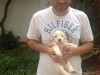  chien caniche 